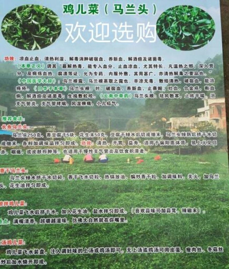 马兰头5~10cm