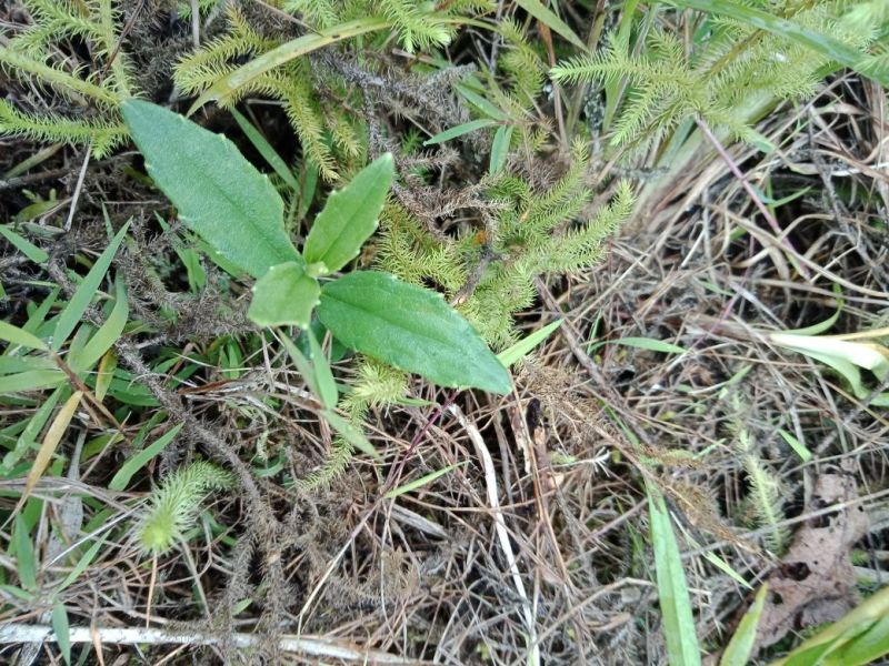 野蚕豆鲜货