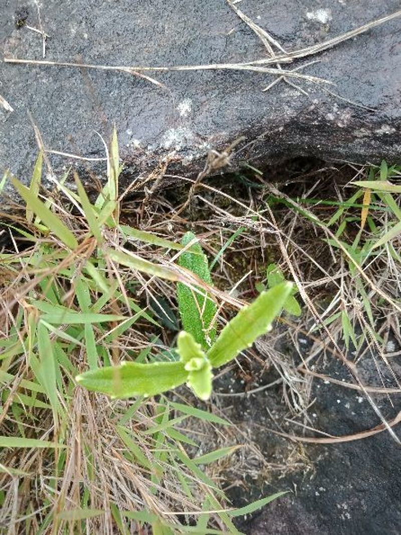 野蚕豆鲜货