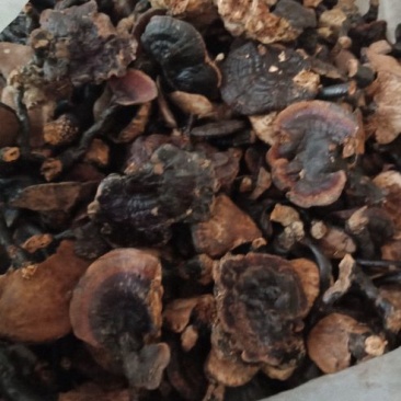 黑灵芝12~15公分