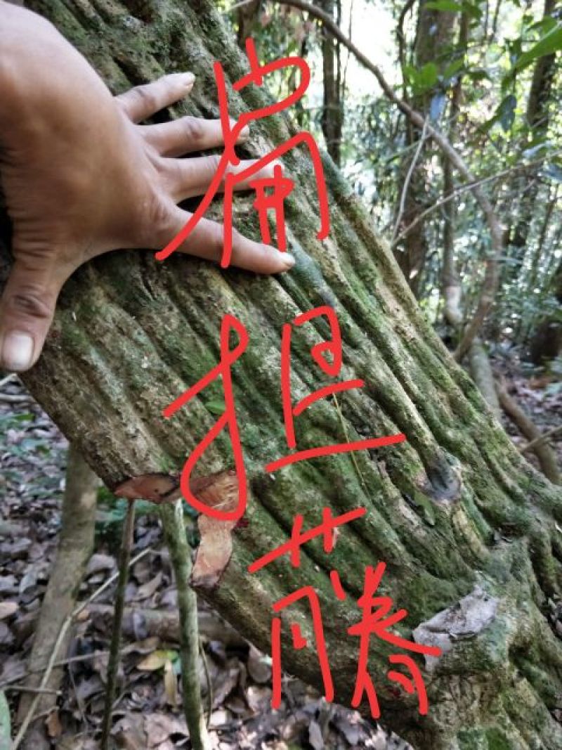 鸡血藤