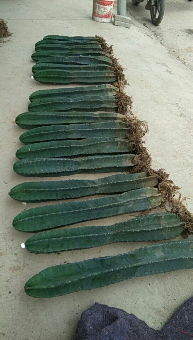 基地直销各种仙人柱量天尺大量批发，质量保证