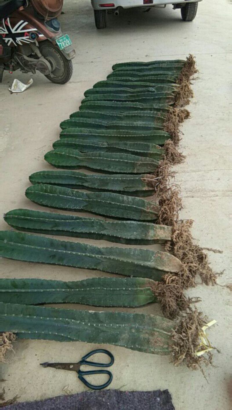 基地直销各种仙人柱量天尺大量批发，质量保证