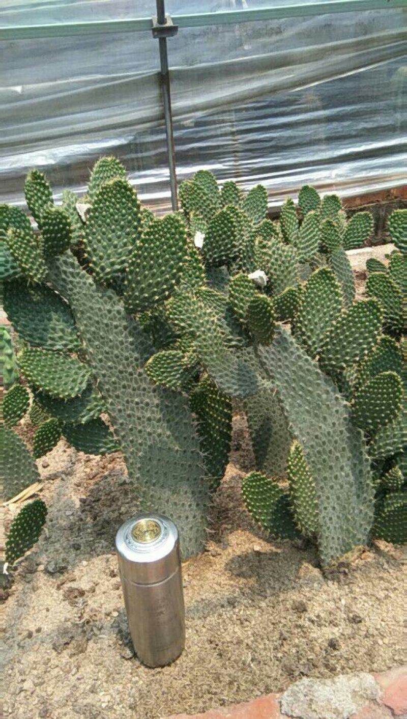 基地直销各种仙人柱量天尺大量批发，质量保证