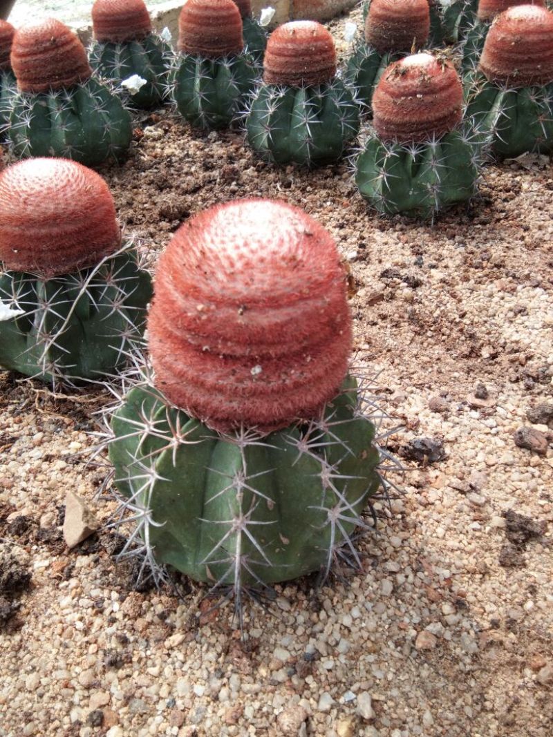 基地直销各种仙人柱量天尺大量批发，质量保证