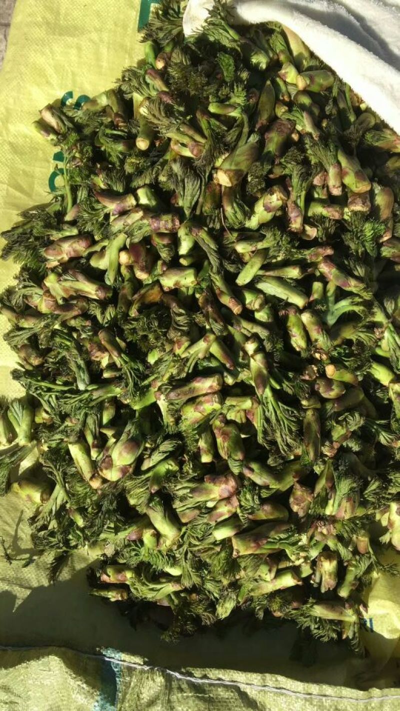 刺嫩芽有货东北山野菜，