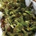 刺嫩芽有货东北山野菜，