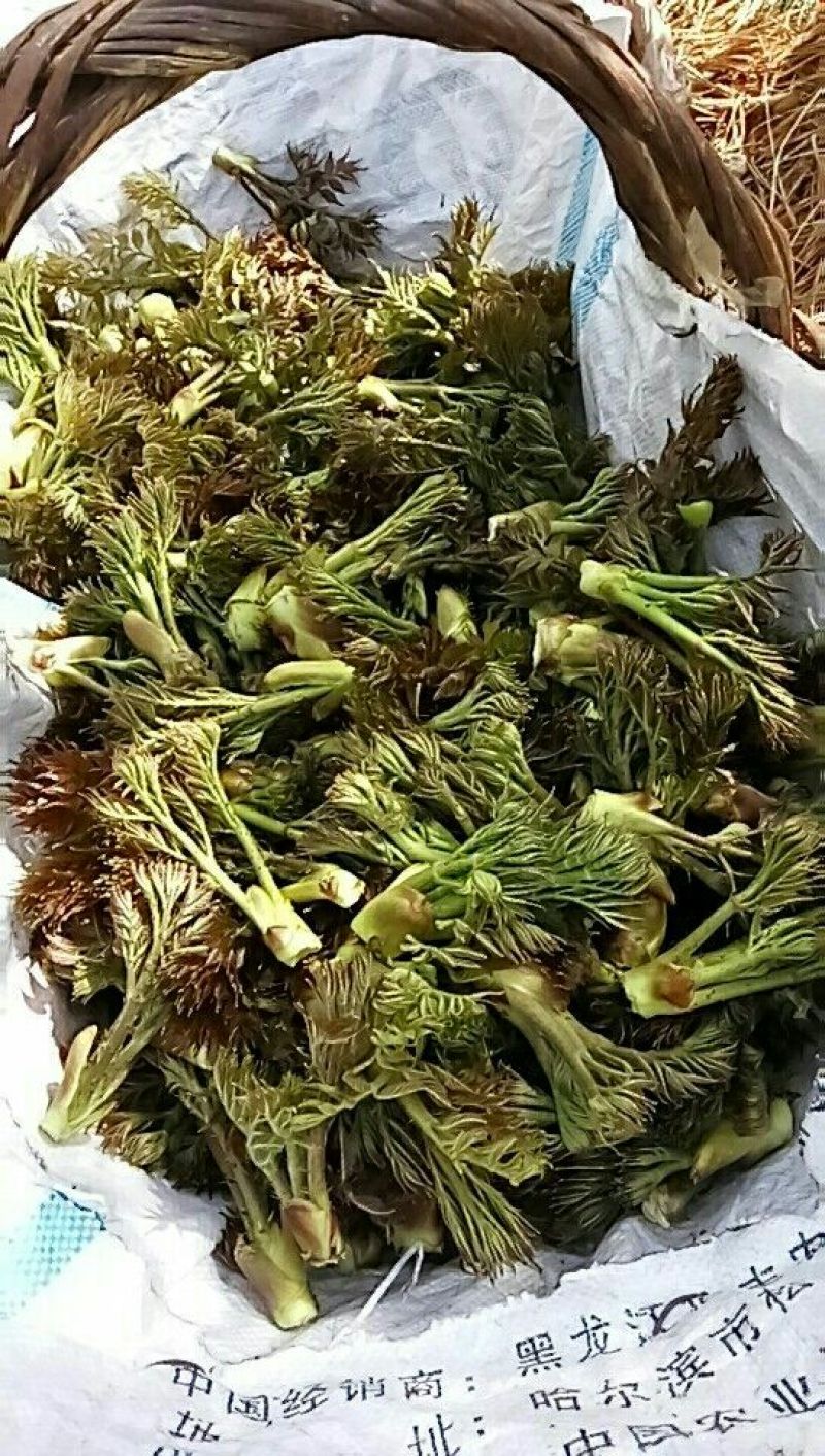 刺嫩芽有货东北山野菜，