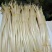 藕带20~30cm