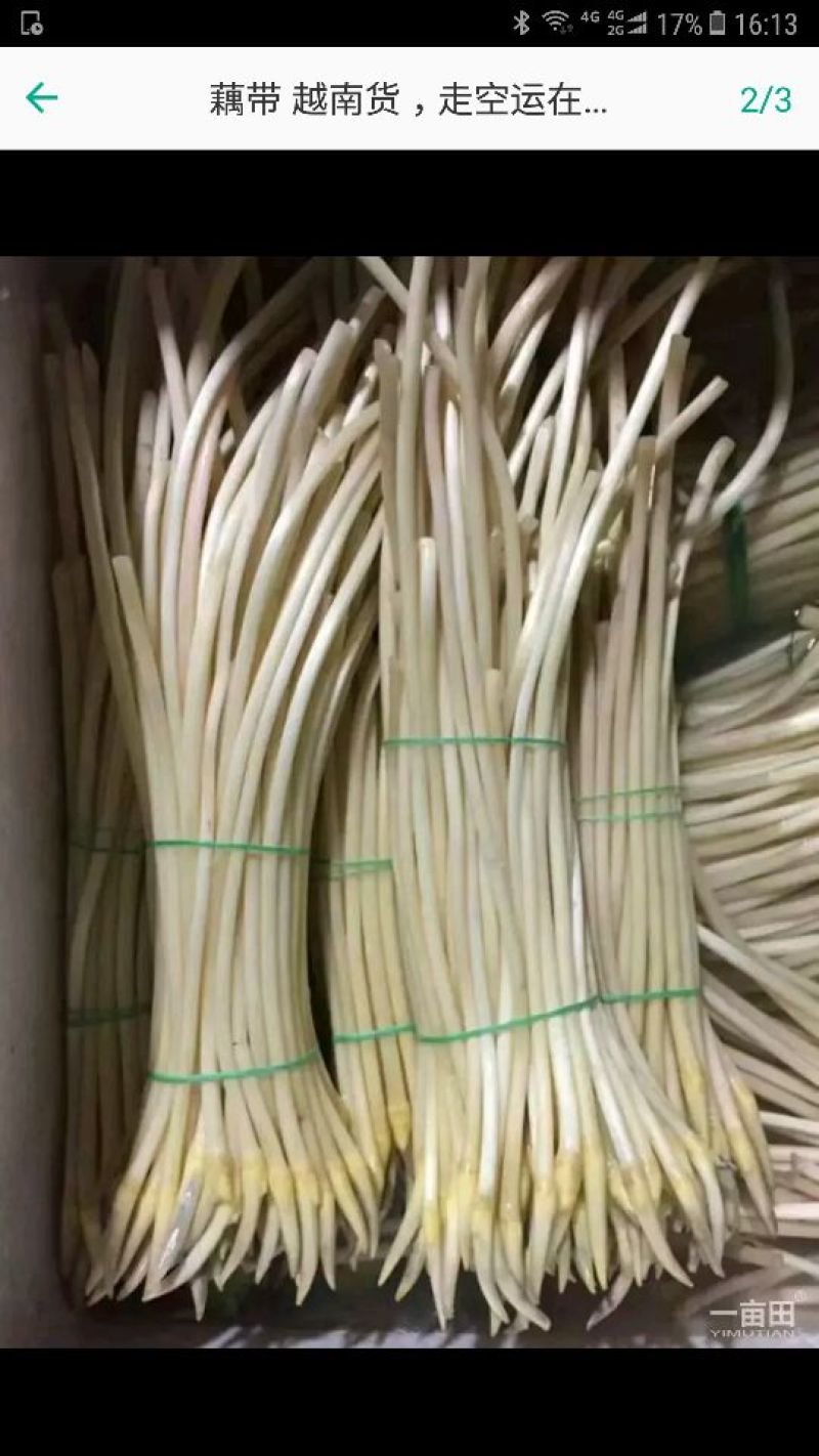 藕带20~30cm