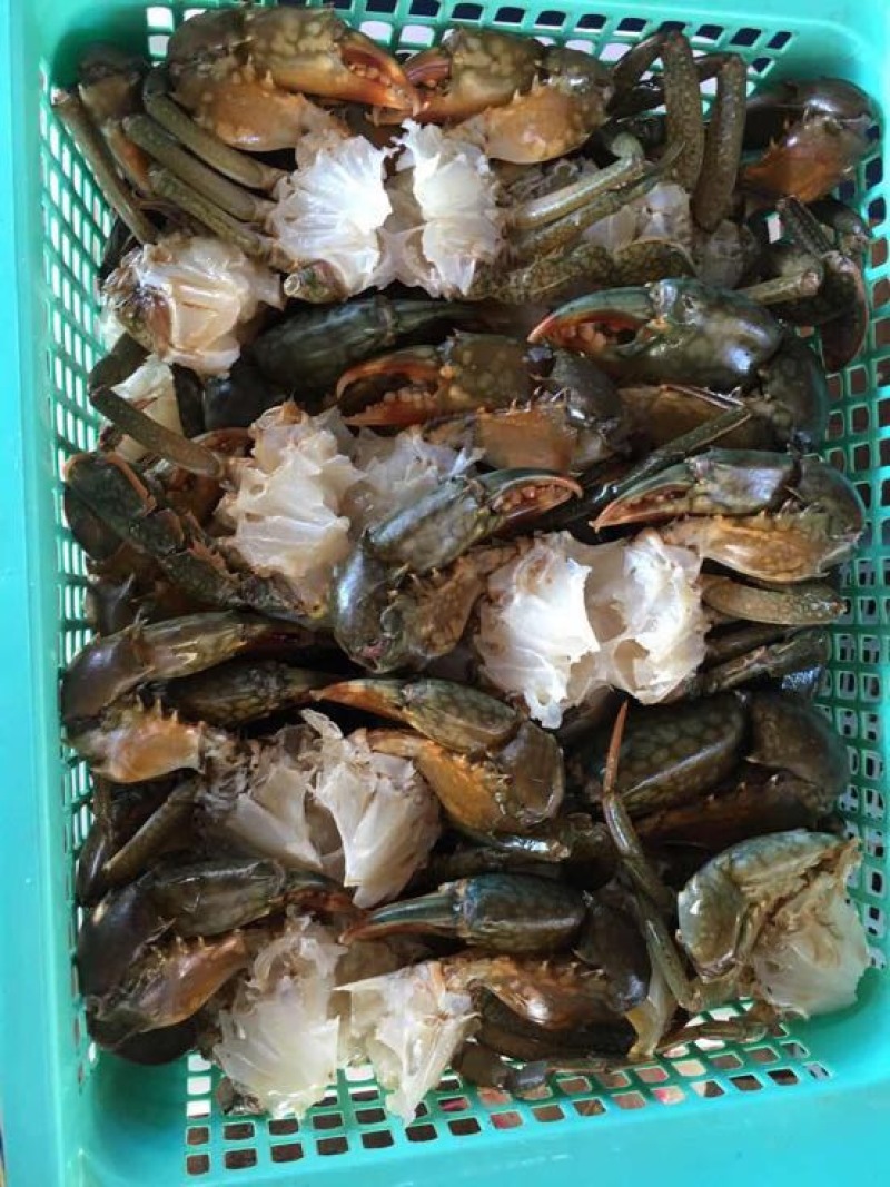锯缘青蟹食用雄蟹