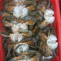 锯缘青蟹食用雄蟹