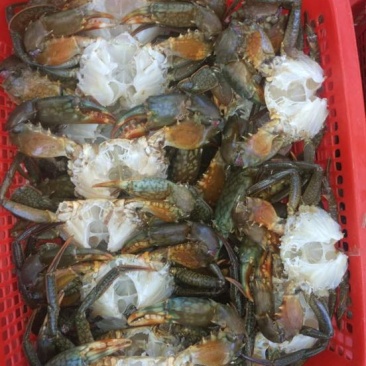 锯缘青蟹食用雄蟹