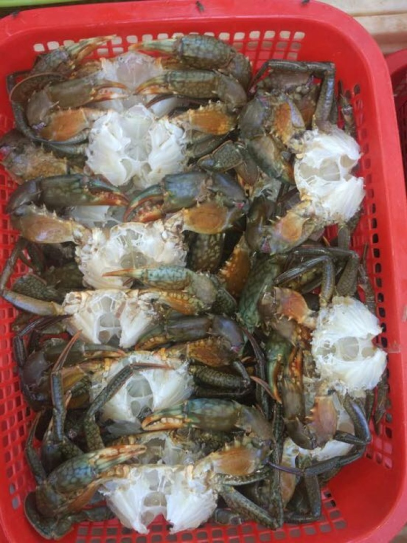 锯缘青蟹食用雄蟹