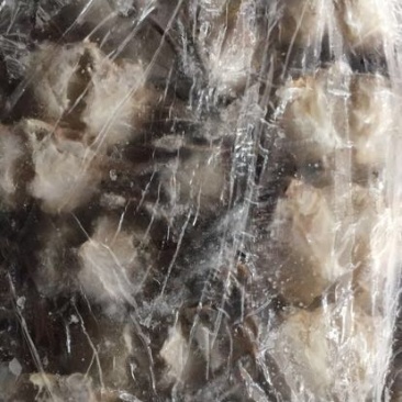 锯缘青蟹食用雌蟹