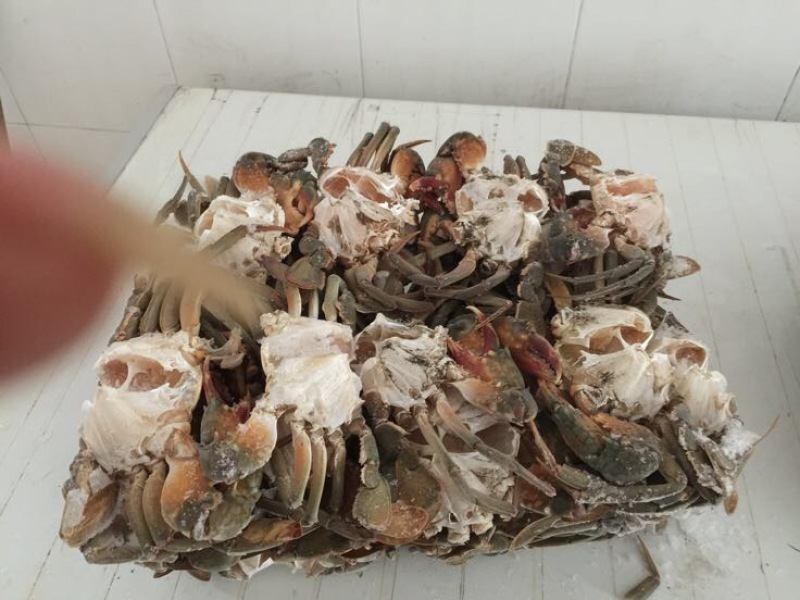锯缘青蟹食用雌蟹