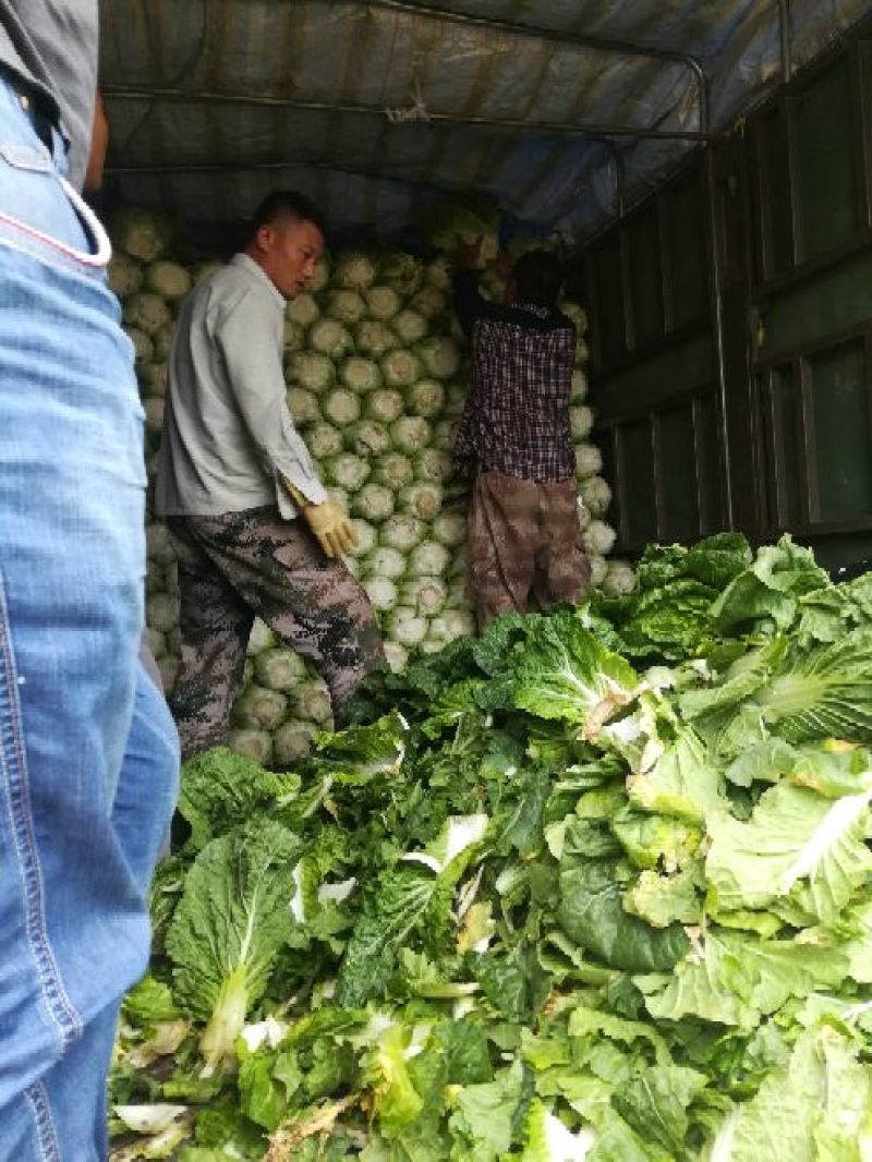 黄心白菜质量好价格不贵，加工厂，泡菜厂电商，市场