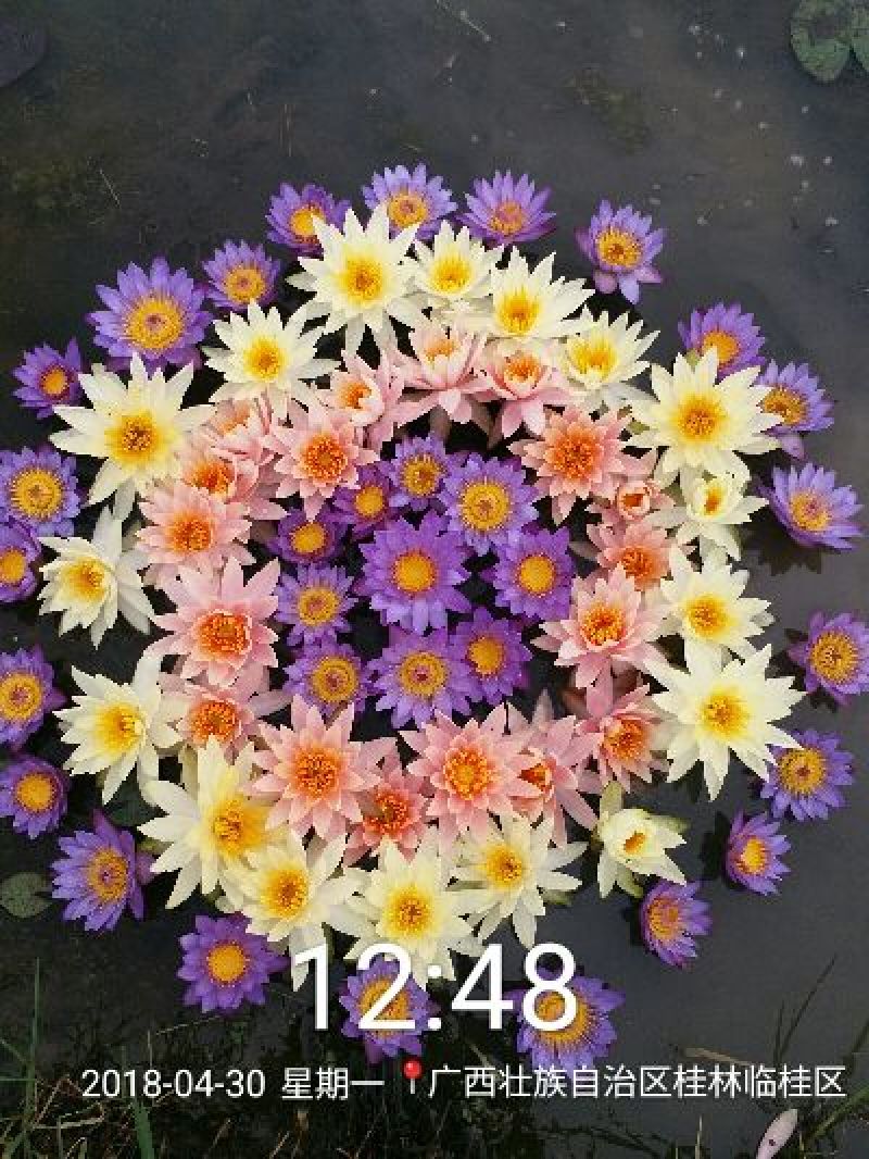 睡莲，万维沙，根长10公分以上，带花包苗