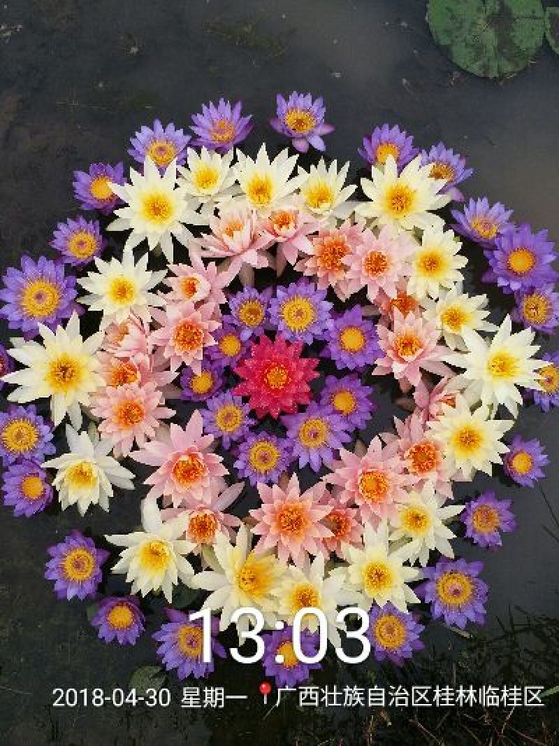 睡莲，万维沙，根长10公分以上，带花包苗