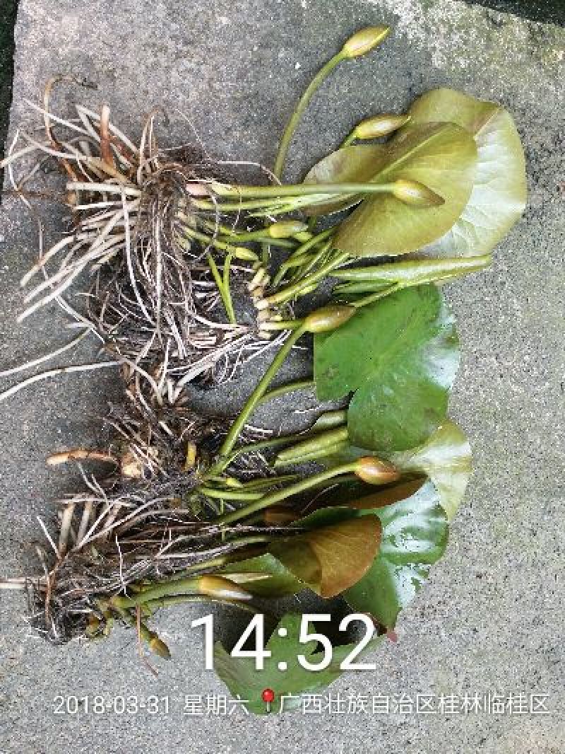 睡莲，万维沙，根长10公分以上，带花包苗