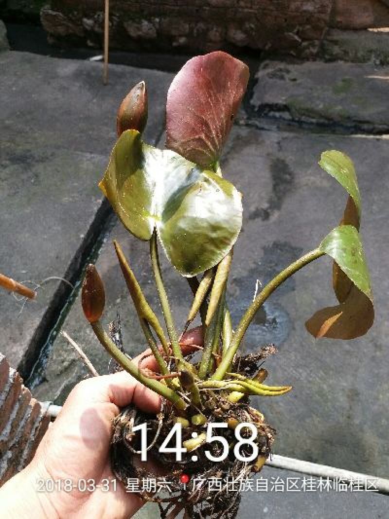 睡莲，万维沙，根长10公分以上，带花包苗