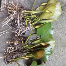 睡莲，万维沙，根长10公分以上，带花包苗