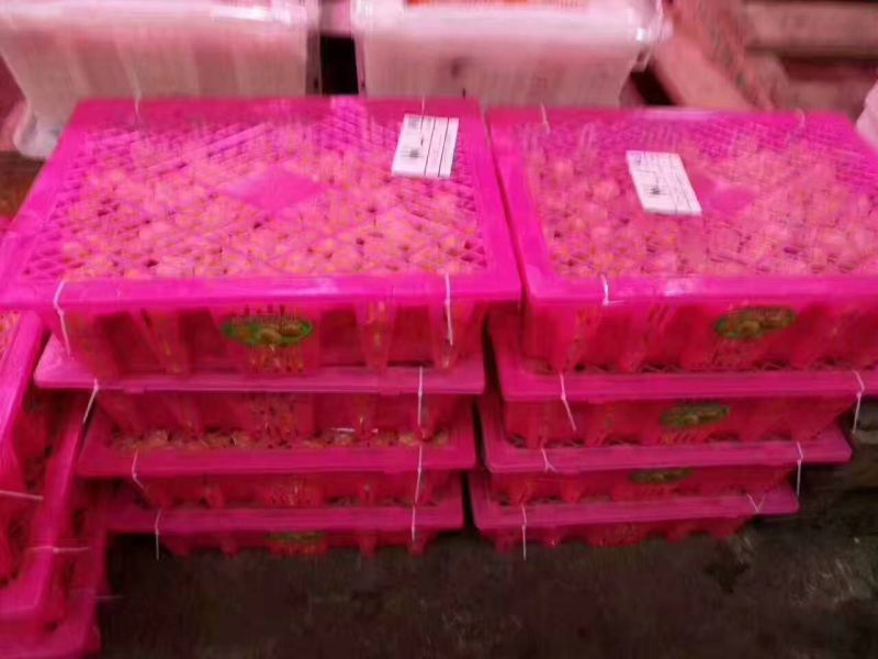 东北特产黄菇娘，菇茑灯笼果，七月未上市，可以代收代发，
