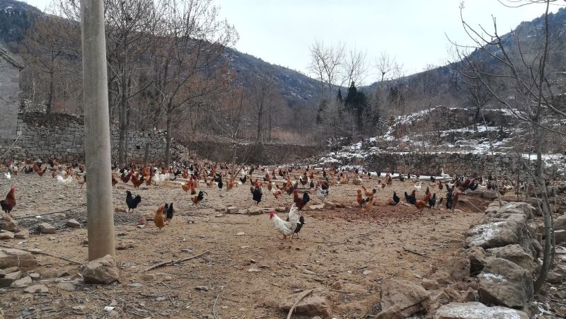 山林纯粮散养土鸡蛋