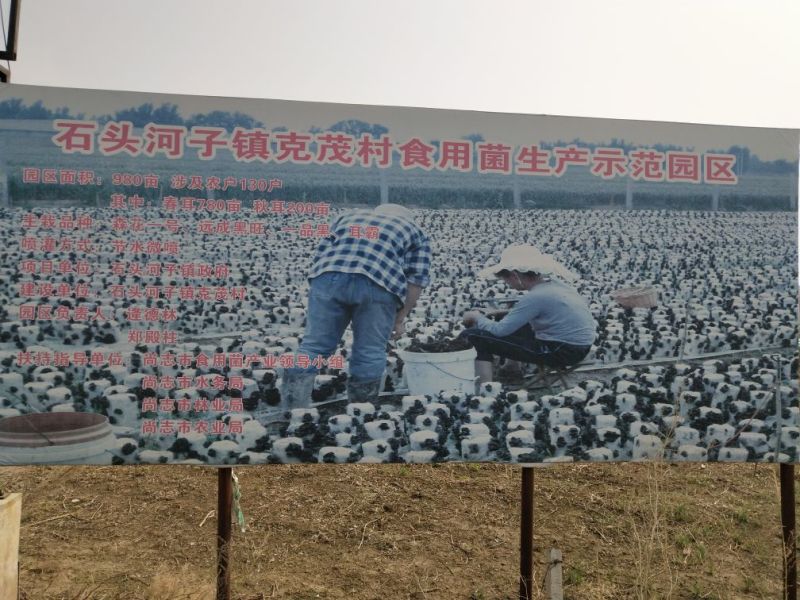 黑木耳特级