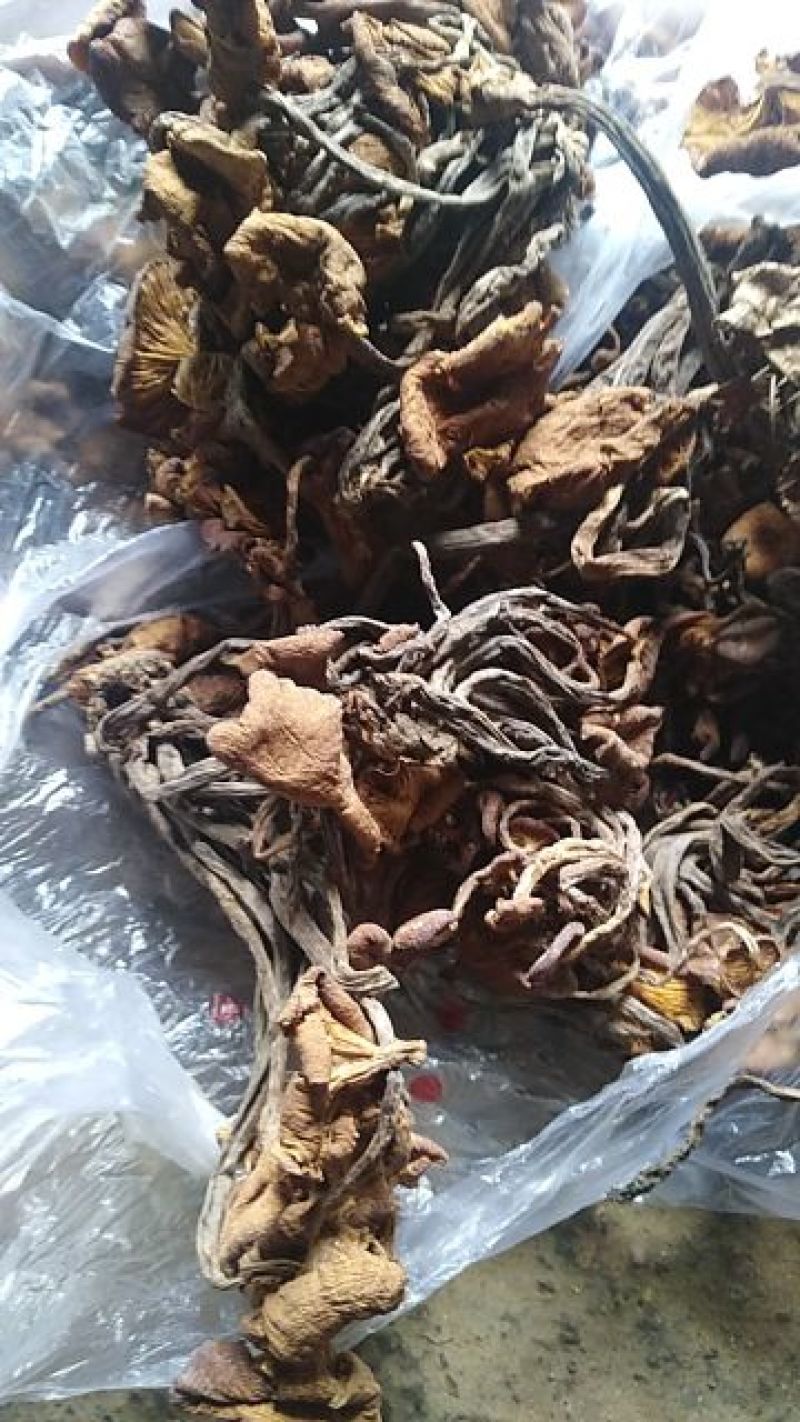 青杠菌青冈菌老鹰菌鸡丝菌树秋菌农家蘑菇产地直批