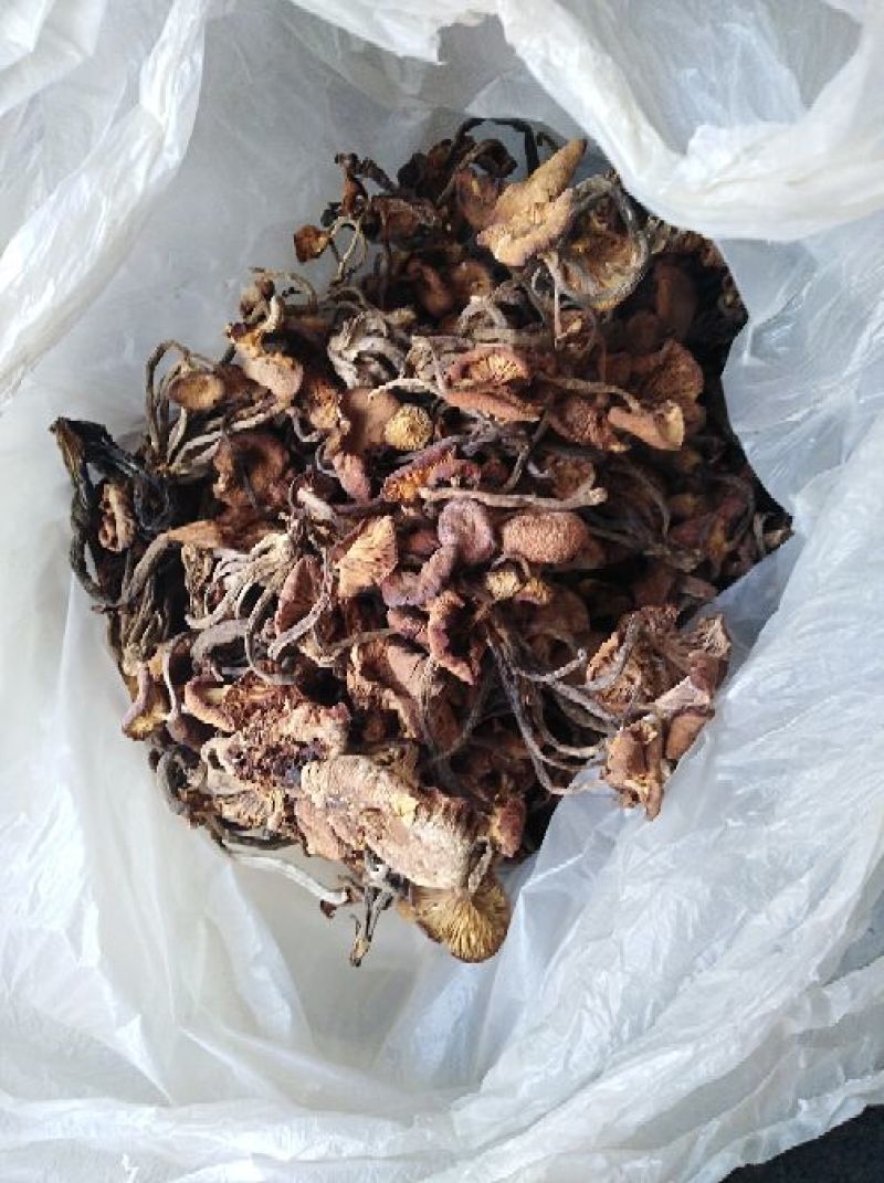 青杠菌青冈菌老鹰菌鸡丝菌树秋菌农家蘑菇产地直批