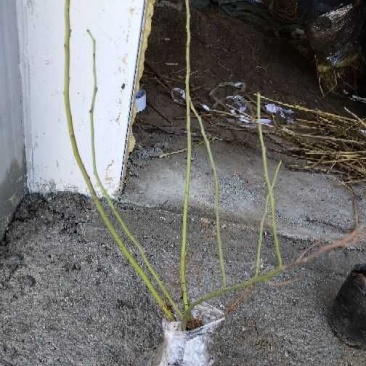 双季树莓苗30~50cm