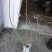 双季树莓苗30~50cm