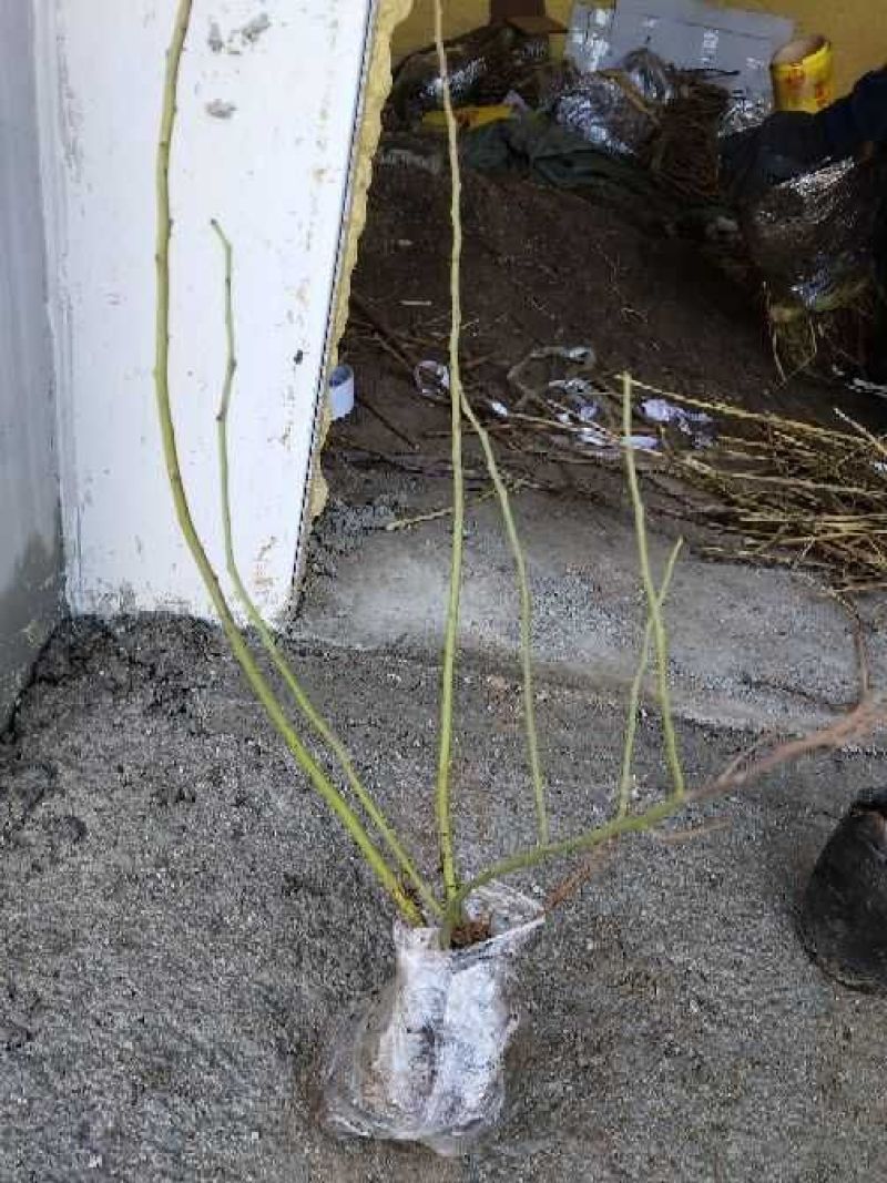 双季树莓苗30~50cm