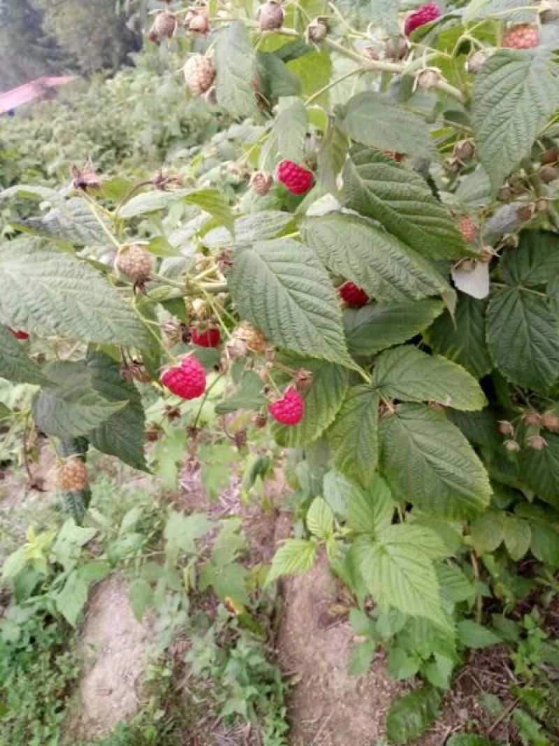 双季树莓苗30~50cm