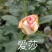 玫瑰苗20~30cm