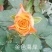 玫瑰苗20~30cm