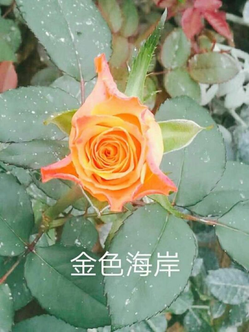 玫瑰苗20~30cm