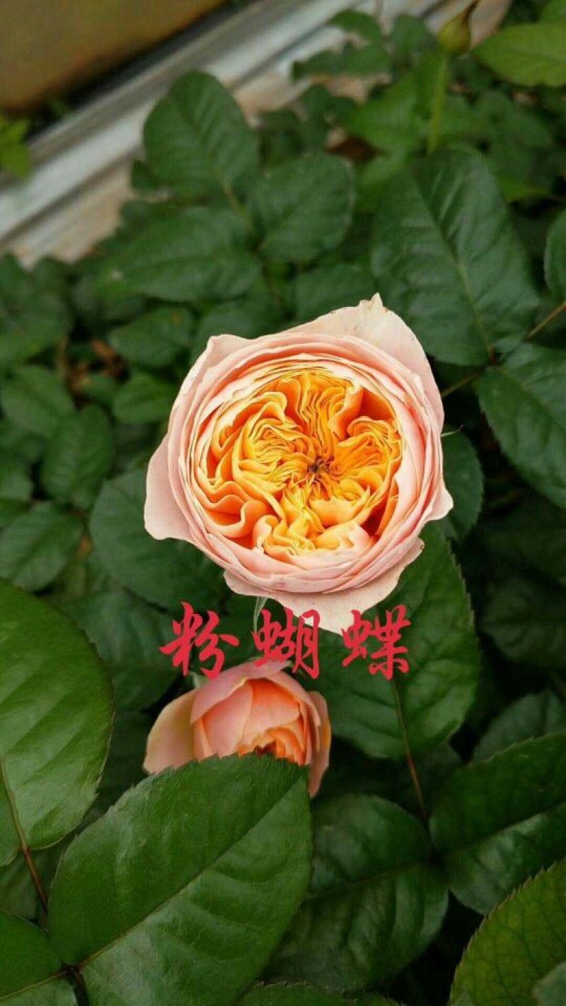 玫瑰苗20~30cm