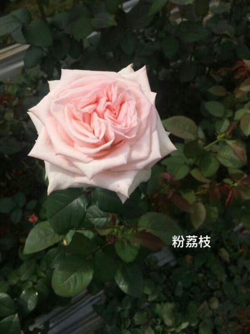 玫瑰苗20~30cm