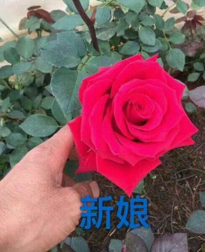 玫瑰苗20~30cm