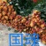 玫瑰苗20~30cm