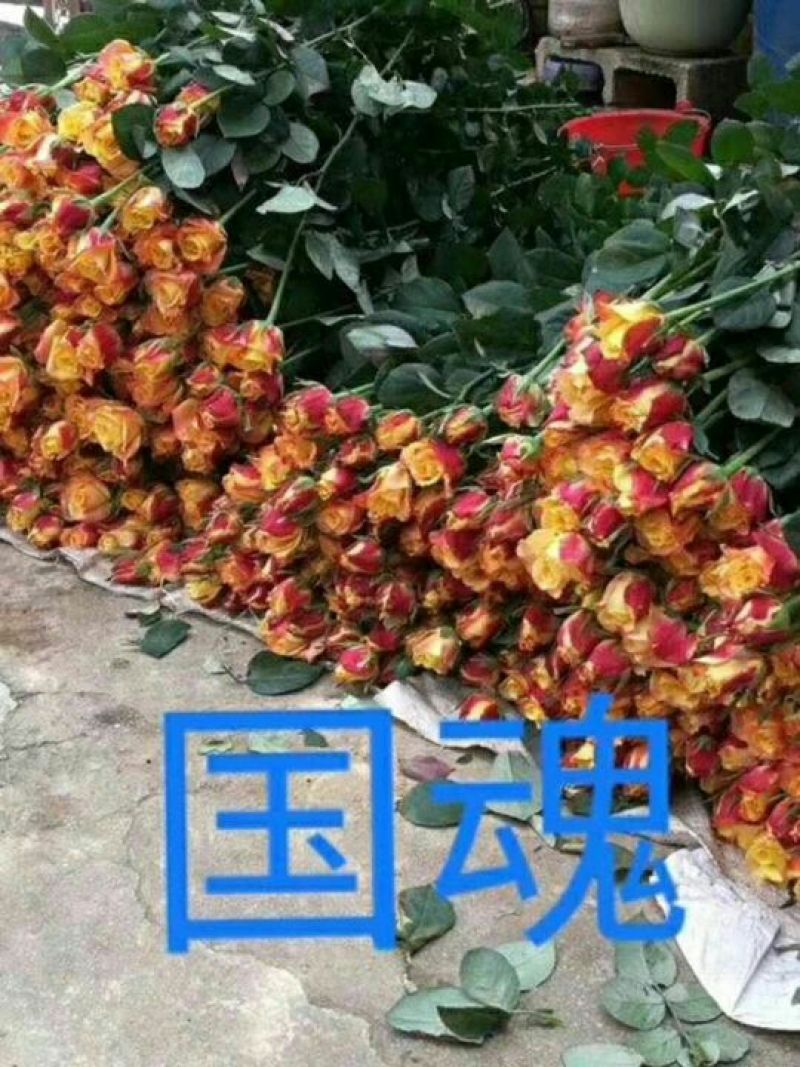 玫瑰苗20~30cm