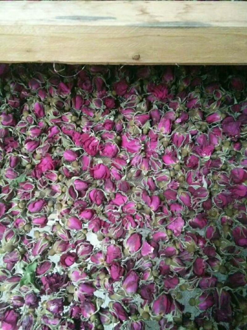 平阴玫瑰花蕾