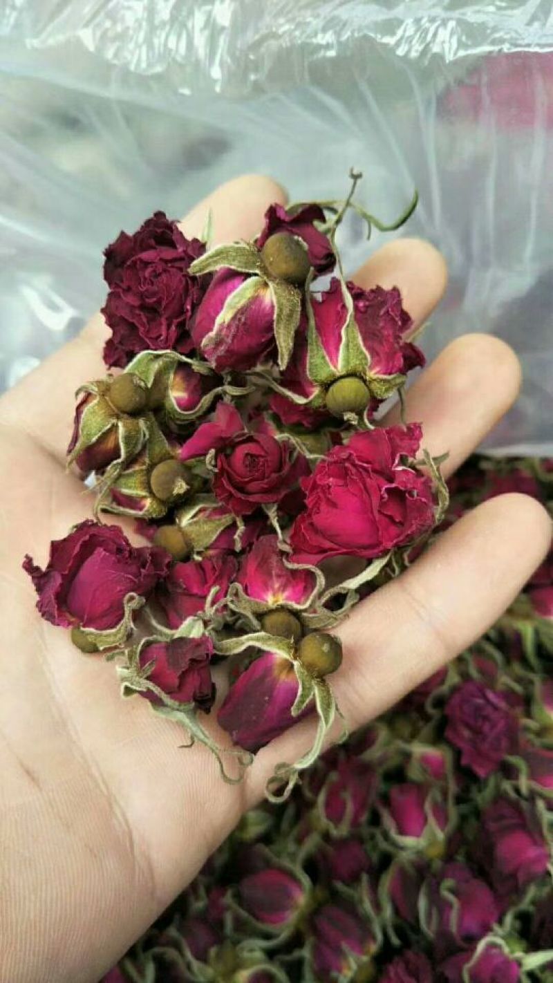 平阴玫瑰花蕾