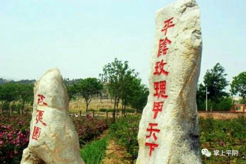 平阴玫瑰花蕾
