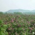 平阴玫瑰花蕾