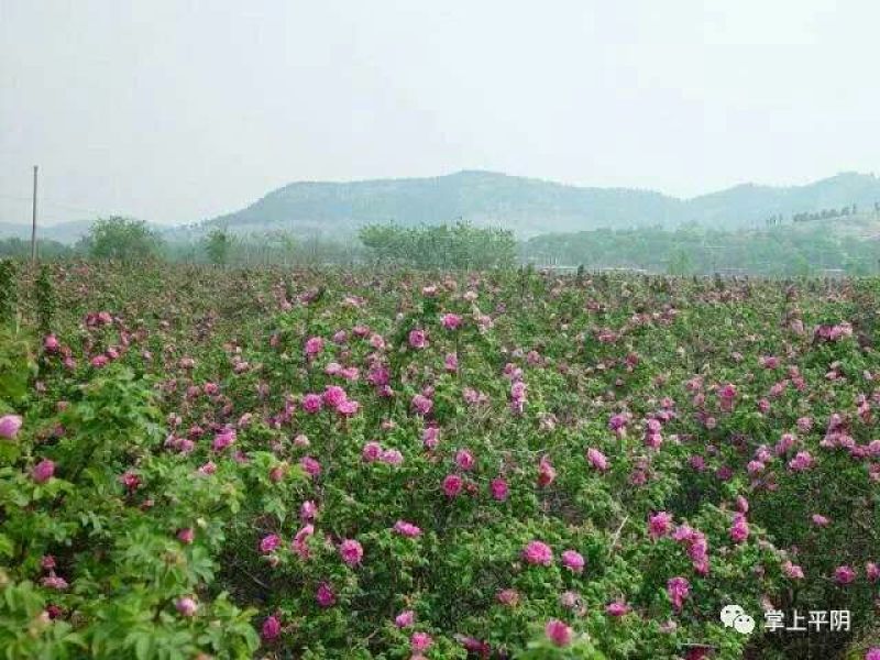平阴玫瑰花蕾