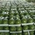西瓜8斤打底8成熟1茬