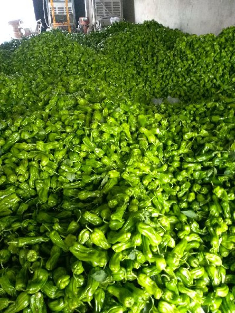 薄皮椒苏椒10~15厘米微辣青大量供应